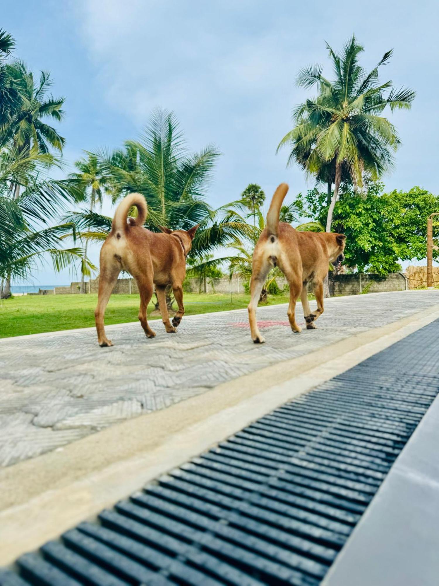 108 Palms Beach Resort Trincomalee Esterno foto